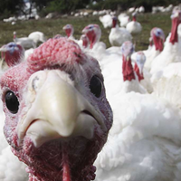 Turkeys are not just for Christmas - a farm case study